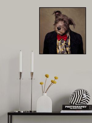 Shelter Pets Project - Ombré