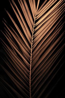 Golden Palm Frond