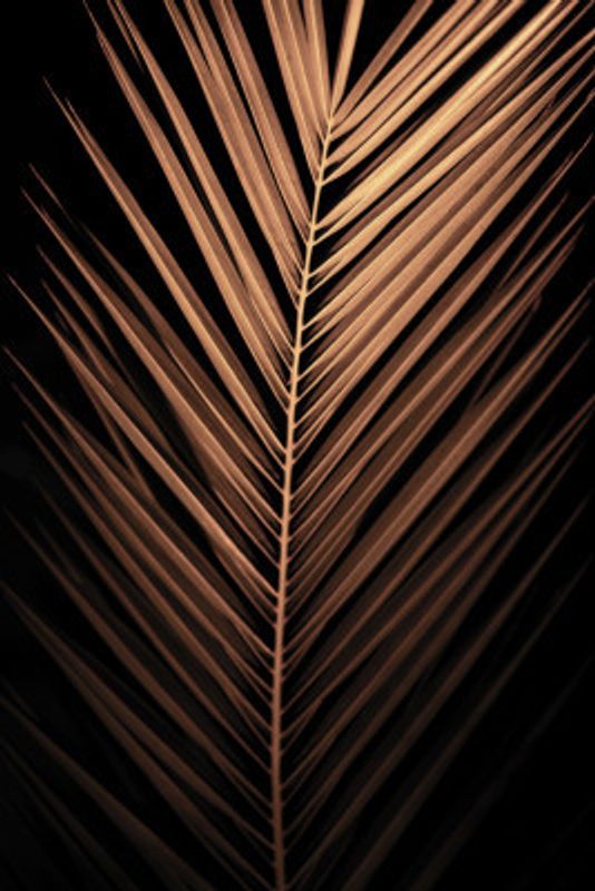 Golden Palm Frond