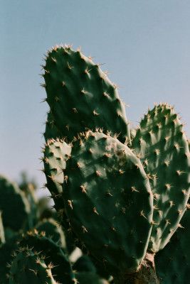 Sunny Desert Cactus