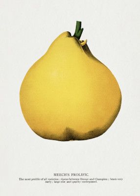 Meech's Prolific Pear Lithograph