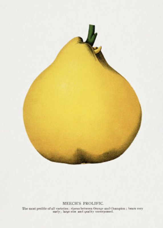 Meech's Prolific Pear Lithograph