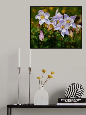 Colorado Columbines II