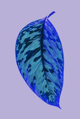 Vibrant Blue Leaf