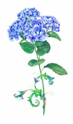 Blue Hydrangea Bloom