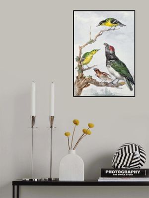 Four Different Birds On a Branch