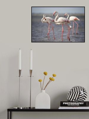 Flamingos from Provence