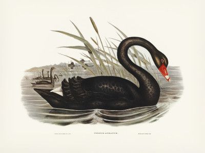 Black Swan