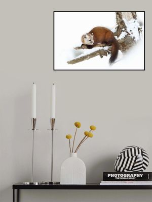 Pine Marten - Algonquin Park