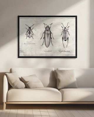 Insect Symphony