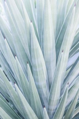 Azure Agave Dance