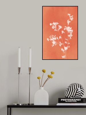 Monograph Orange Flowers