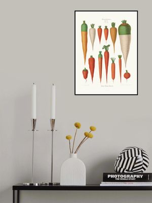 Carrots From Album Benary (1876 1886) By Ernst Benary