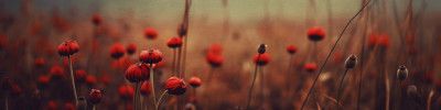 Poppy Dreams