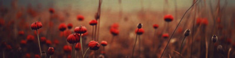 Poppy Dreams