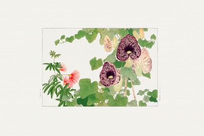 Albizia & Aristolochia Flower