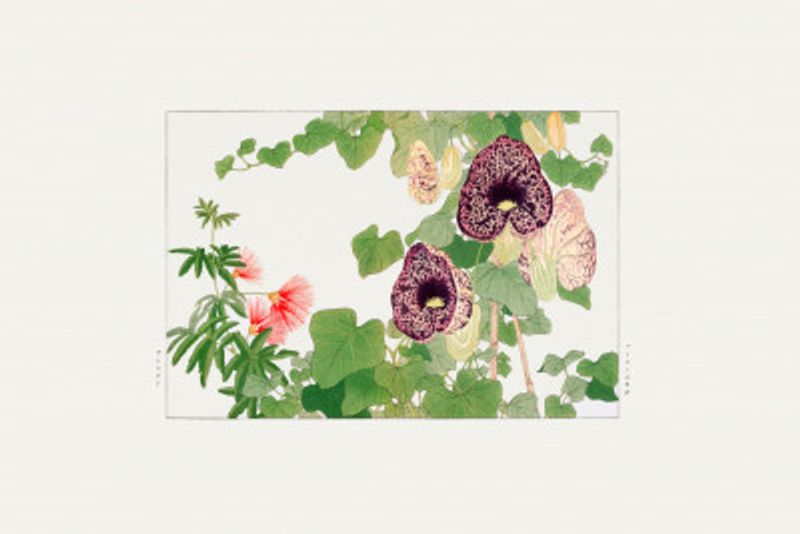 Albizia & Aristolochia Flower