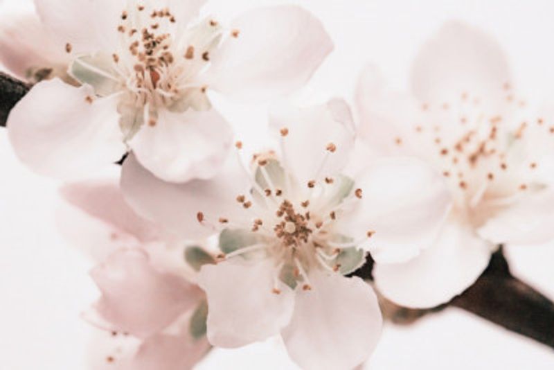 Cherry Sakura Pastel