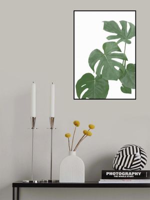 Monstera Aqua 03