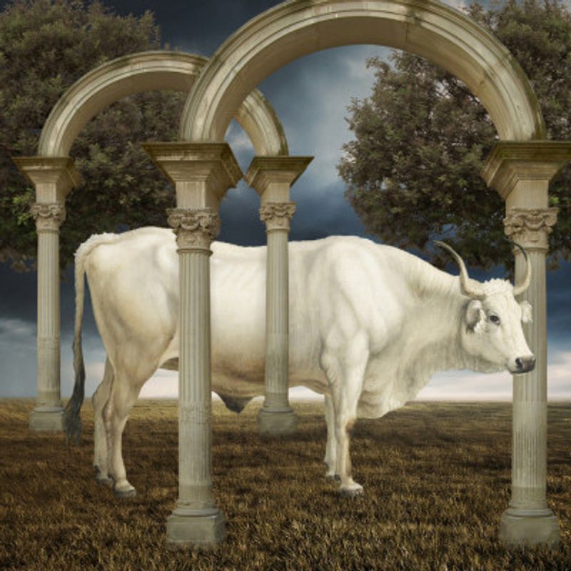 Illusionnisme De La Vache