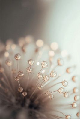 Dreamy Dandelion