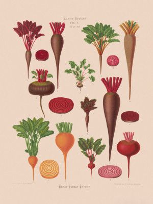 Beets From Album Benary (1876 1886) By Ernst Benary