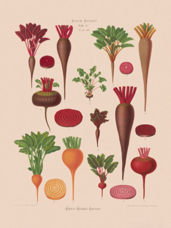 Beets From Album Benary (1876 1886) By Ernst Benary