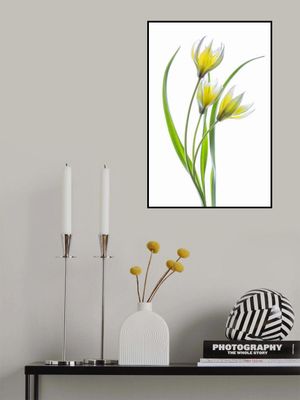 ~~Tulipa~~