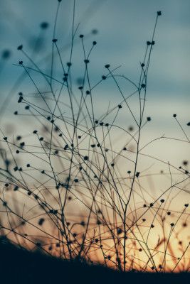 Silhouettes of Wild Grass