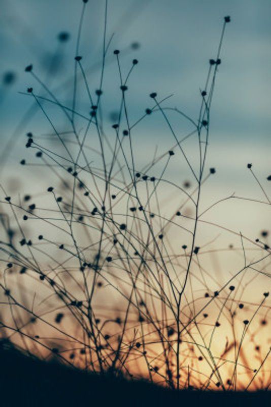 Silhouettes of Wild Grass