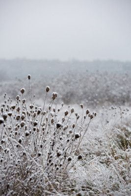Winter Field 4