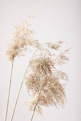 Reed Grass Grey 07
