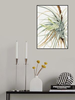 Wild Pineapple (1921)