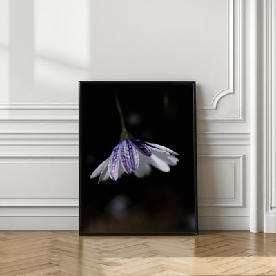 Purple Daisy Rain Drops