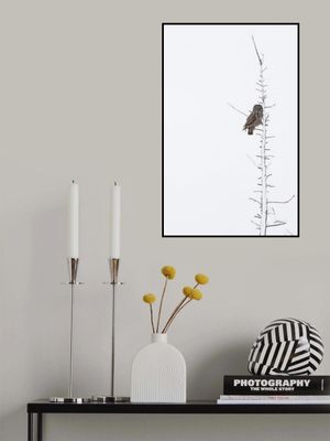 The Grey Hunter on White