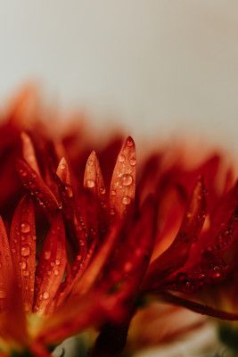Vibrant Red-orange Flower