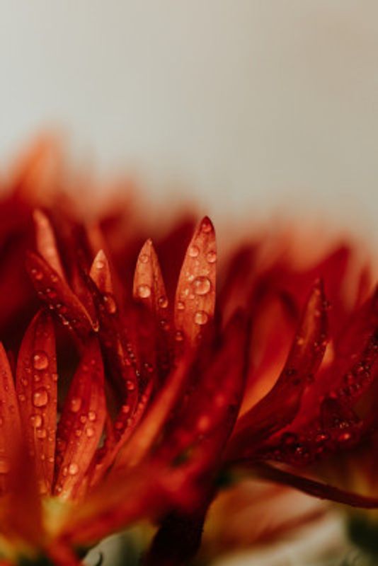 Vibrant Red-orange Flower