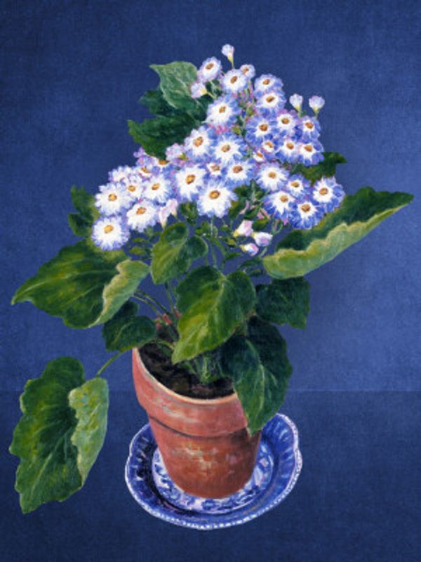Cineraria, By Josephine