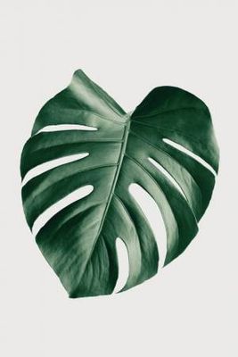 Monstera Natural 23