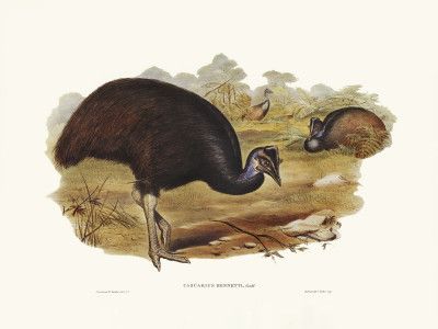 Bennett's Cassowary