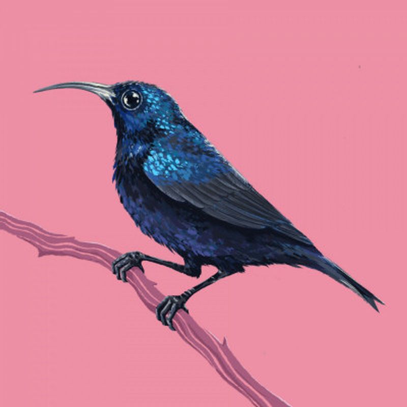 Bird Series   Sunbird