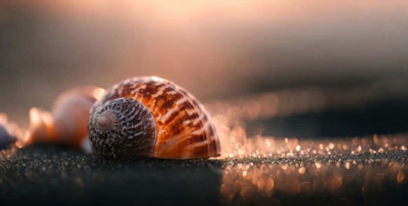Glistening Seashell on Sand