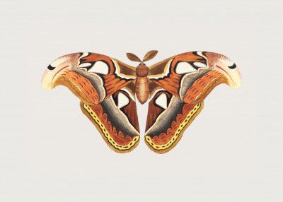 Atlas Moth