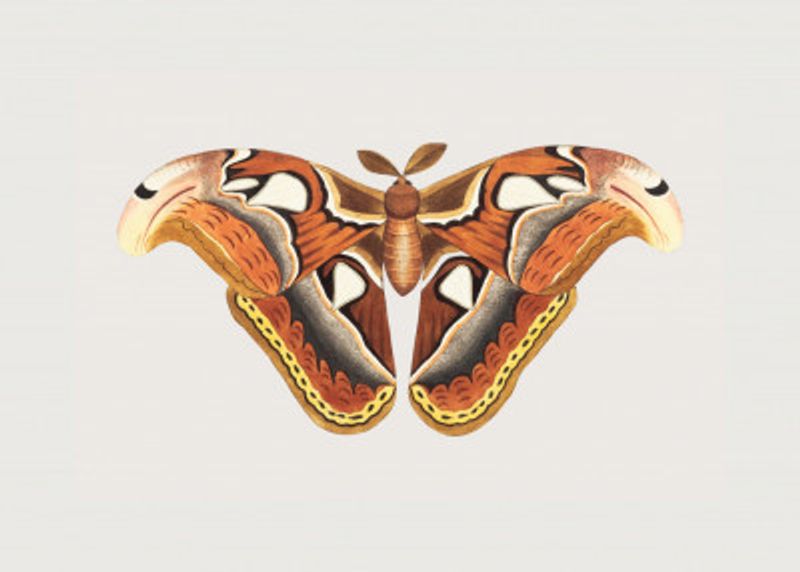 Atlas Moth