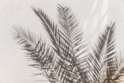 Palm Shadow Play