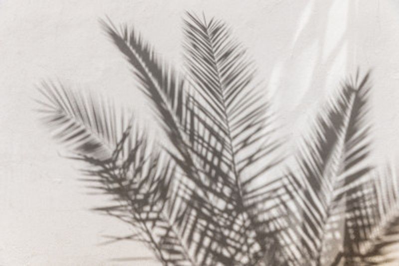 Palm Shadow Play