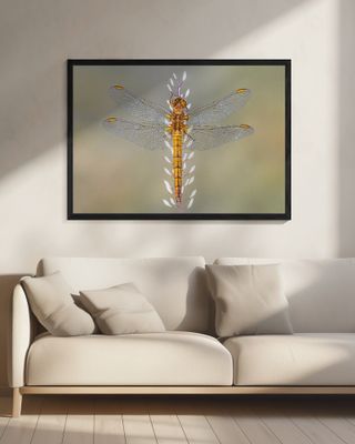 Dragonfly