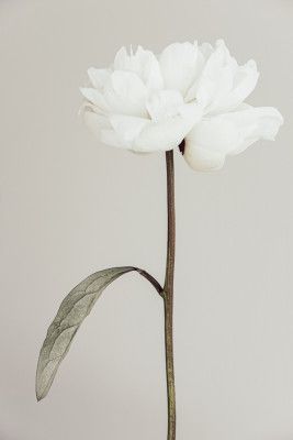 Peony 07