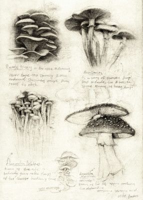Various Botanical Mushrooms