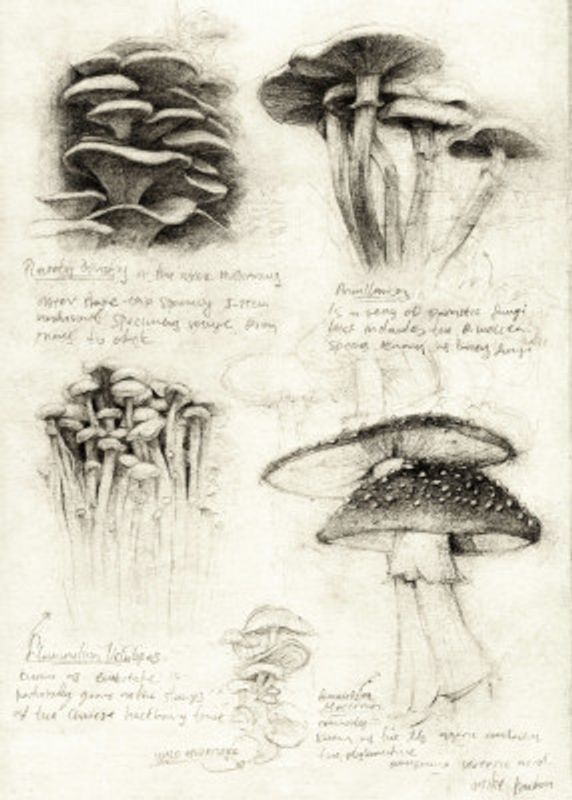Various Botanical Mushrooms